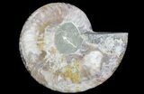 Cut Ammonite Fossil (Half) - Agatized #64945-1